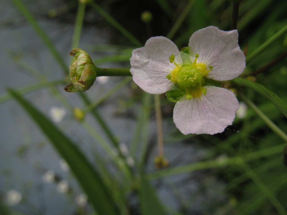 alisma-lanceolatum-narrow-leaved-water-plantain